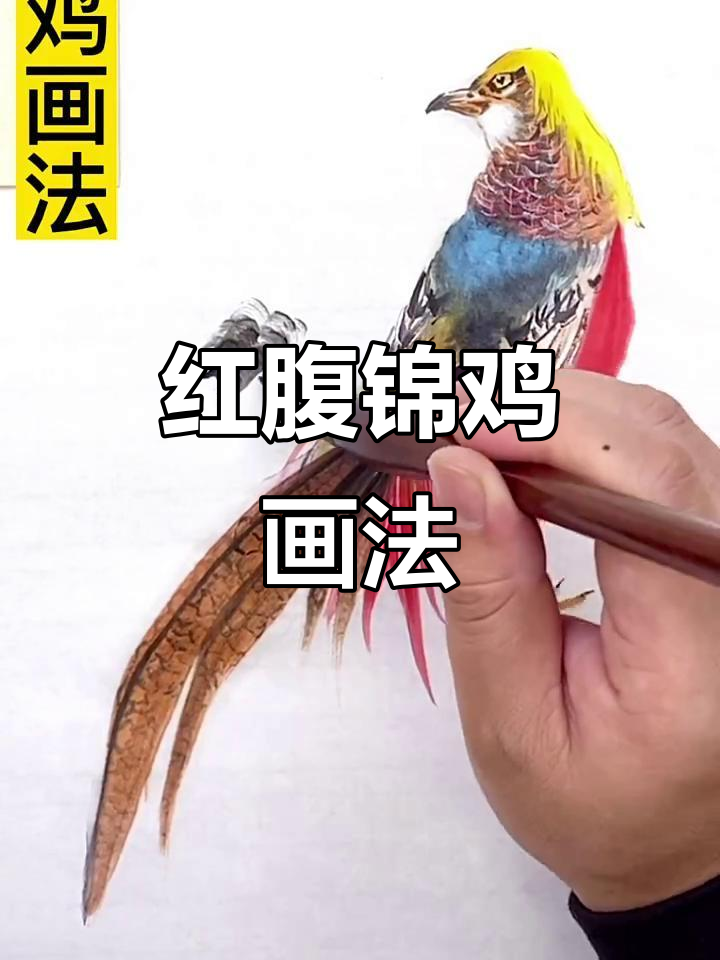 画红腹锦鸡的技巧与步骤,水墨写意轻松上手