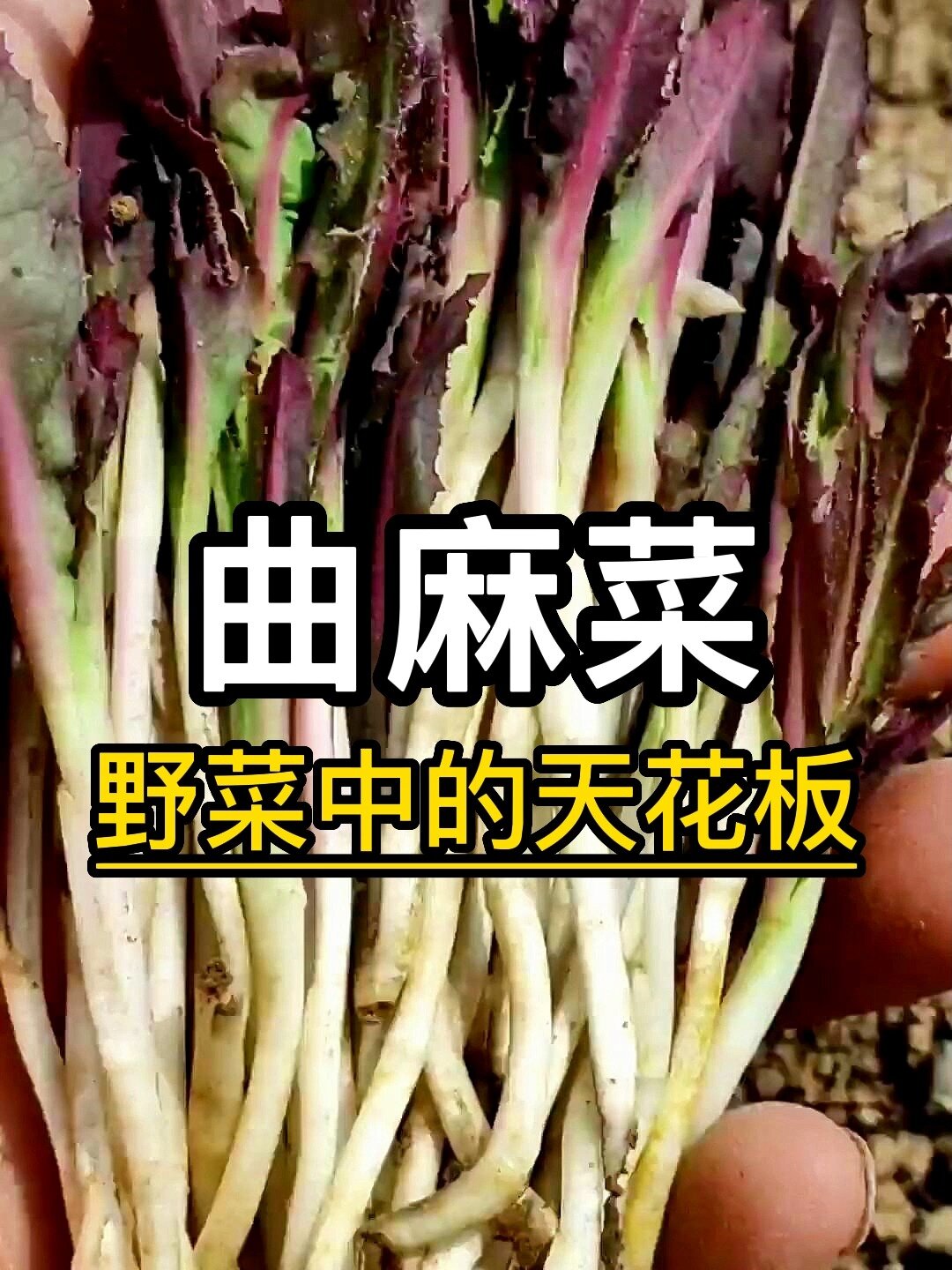 春天的野菜之王-曲麻菜,你种了吗?