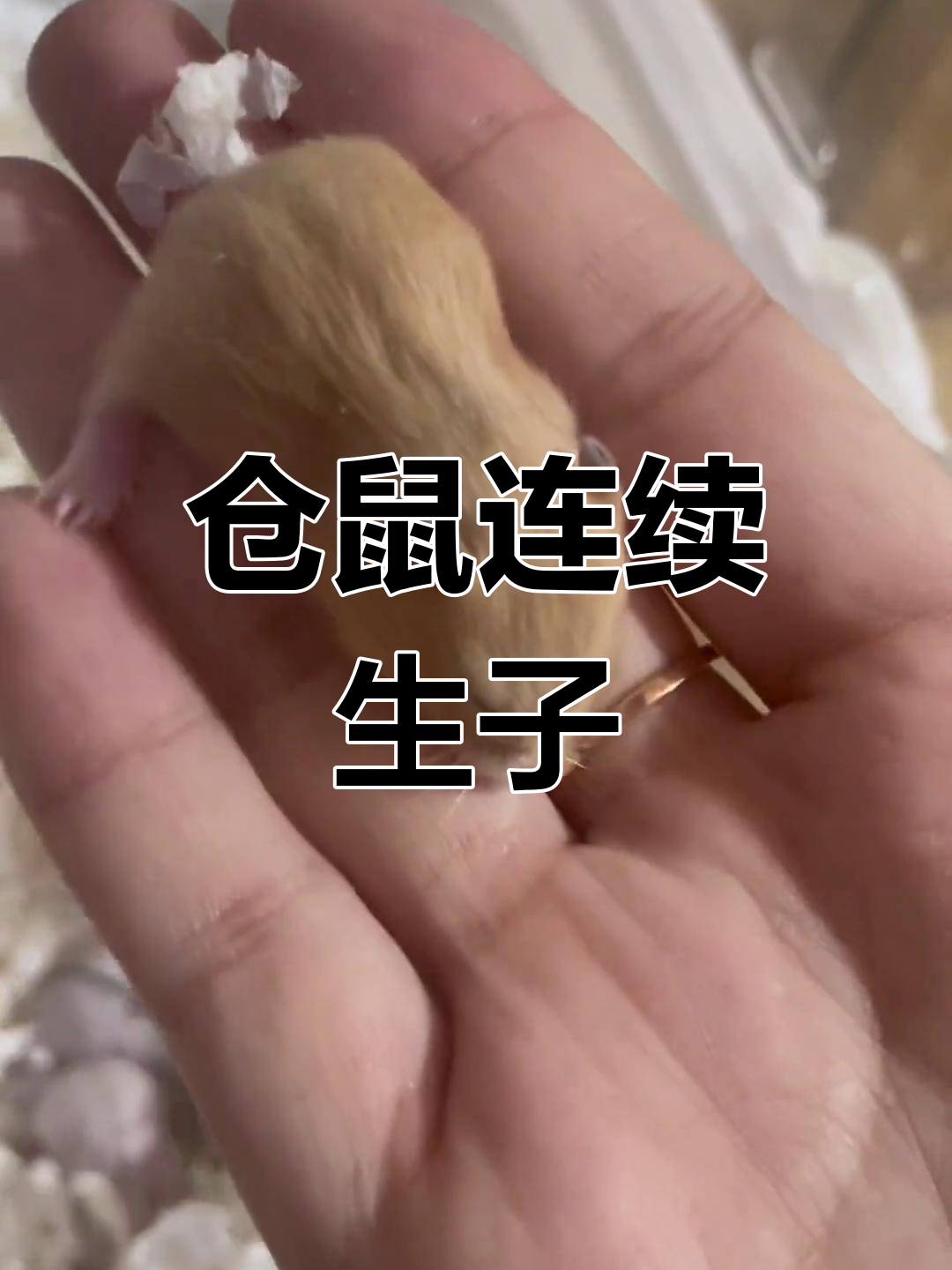 奶油仓鼠两个月生三窝宝宝,神奇的是每窝都有布丁和银狐