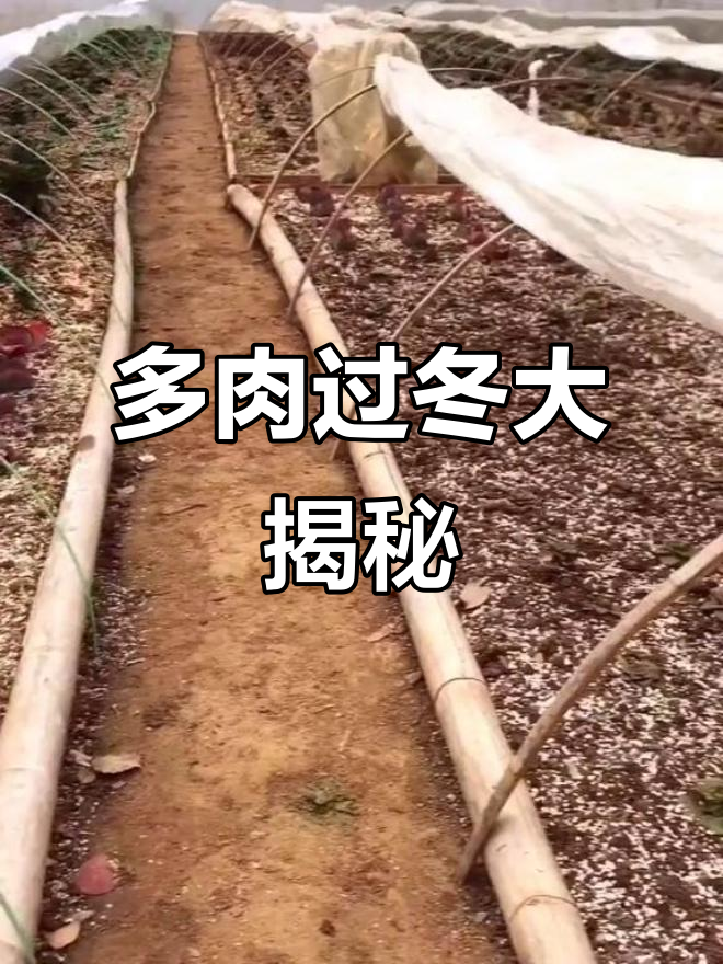 带你走进多肉大棚,揭秘冬季保暖秘诀