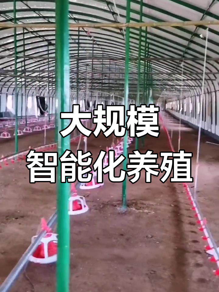 现代化智能养鸡场揭秘
