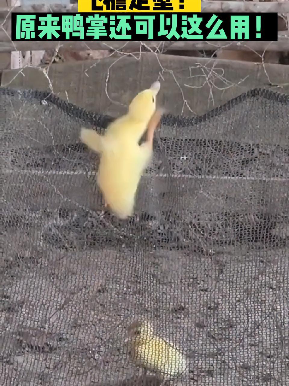 鸭子自己会“上架”,原来鸭掌可以这么用!万物皆有灵 动物