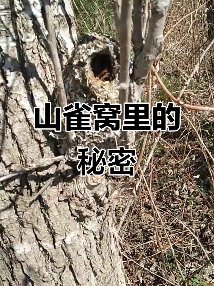 长尾山雀巢穴:苔藓与野鸡毛的完美结合