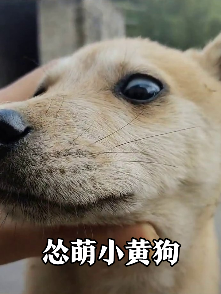 小黄狗被rua脸秒变享受脸,站垫子上腿软,狗哥出场吓成表情包