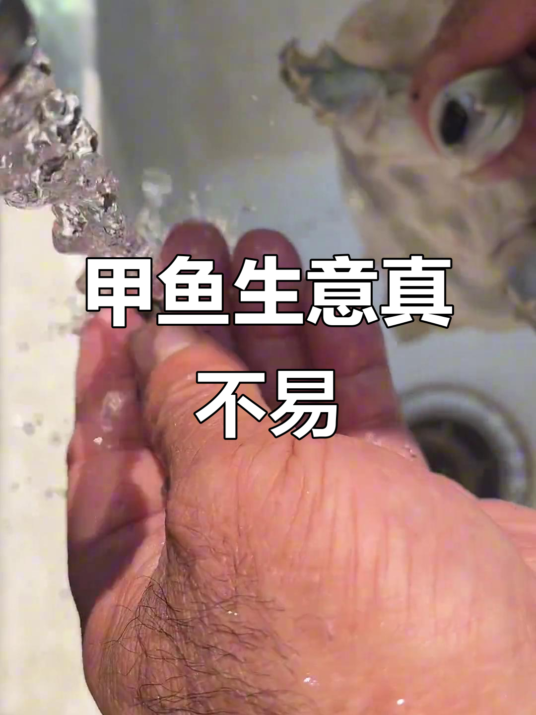 甲鱼吃田螺,竟然还要手动帮忙排便!