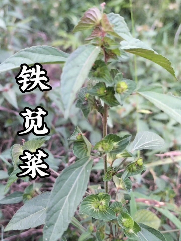 听说这个铁苋菜价值很高用他炒菜煲汤又好吃