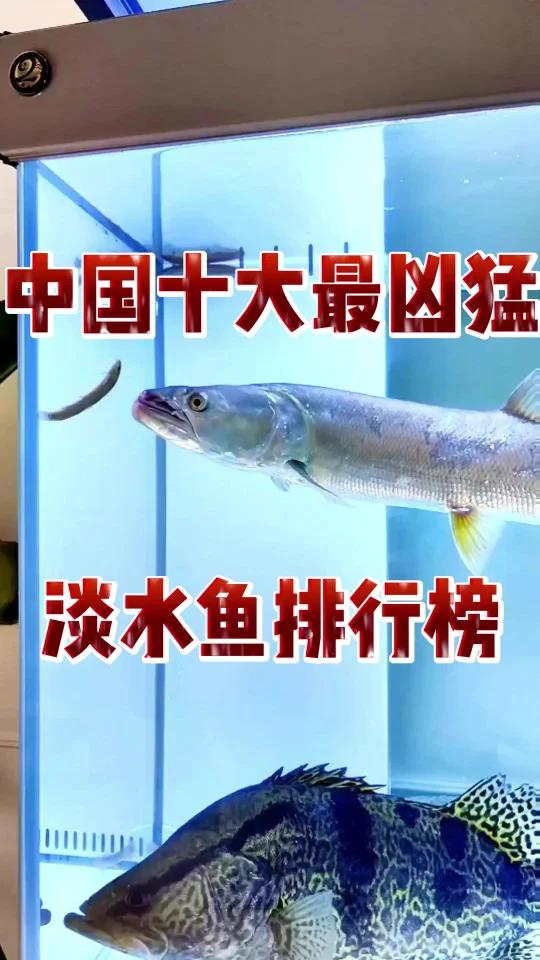 中国十大最凶猛的淡水鱼排行榜