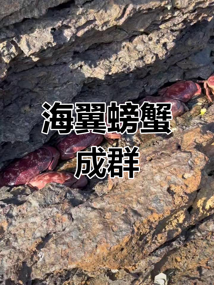 富贵赶海遇面包蟹,一排大石头上全是公母蟹
