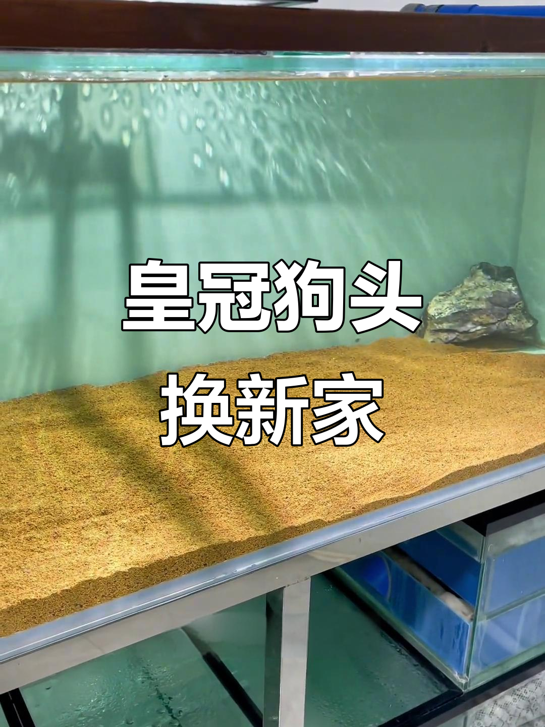 皇冠狗头搬家大作战，三米六鱼缸到一米五新家