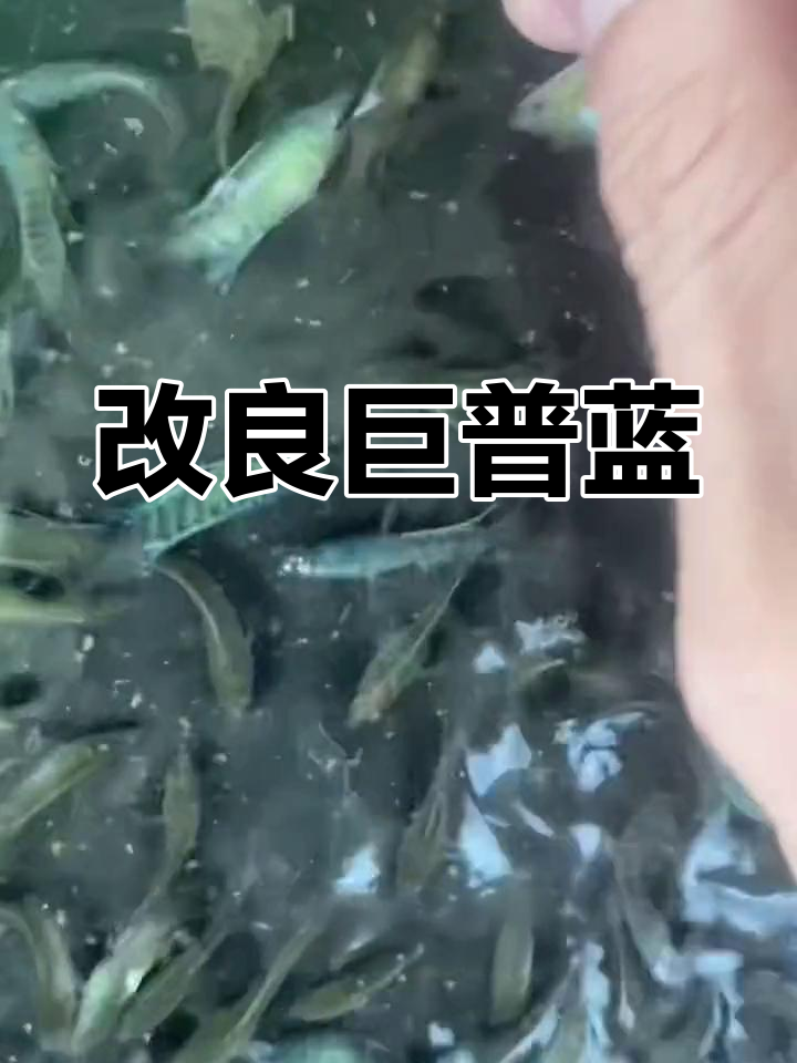 无需打氧加温,轻松养的冷水鱼