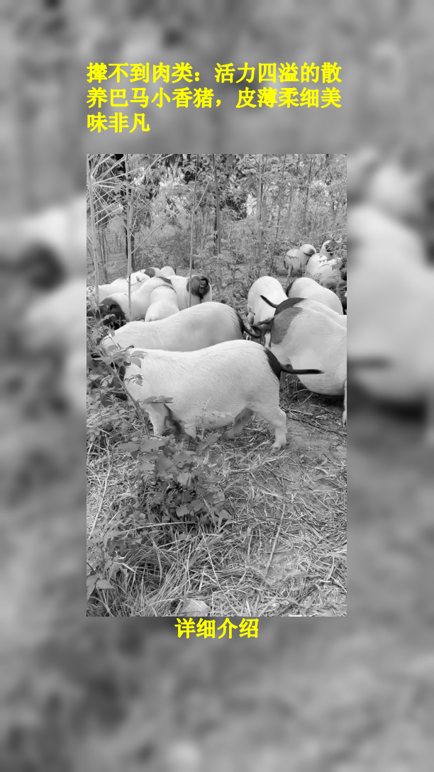 撵不到肉类:活力四溢的散养巴马小香猪,皮薄柔细美味非凡