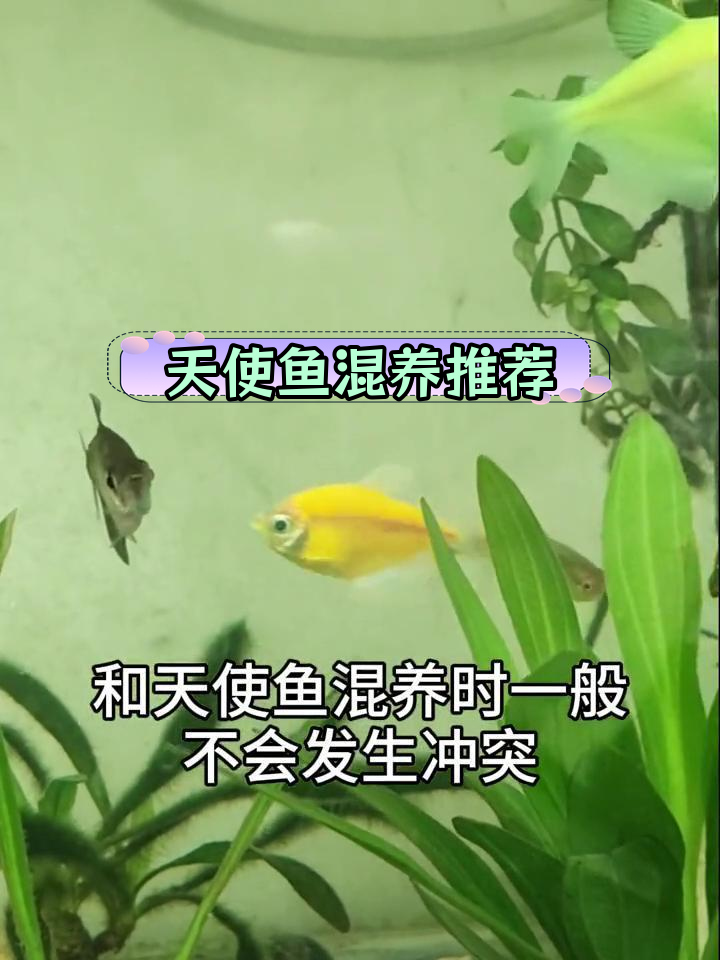 天使鱼适合与哪些鱼类混养?