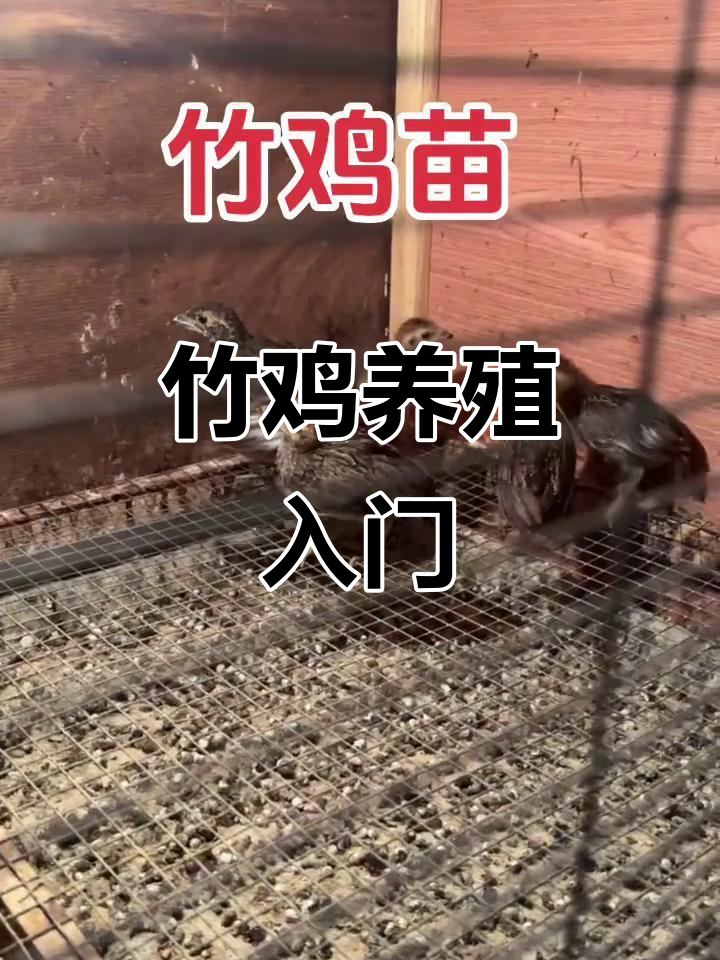 竹鸡养殖小知识,了解竹鸡苗的成长与养护技巧