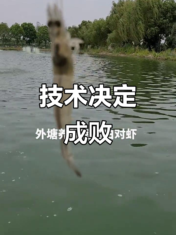 南美白对虾养殖,技术为王,稳定盈利才是长久之计