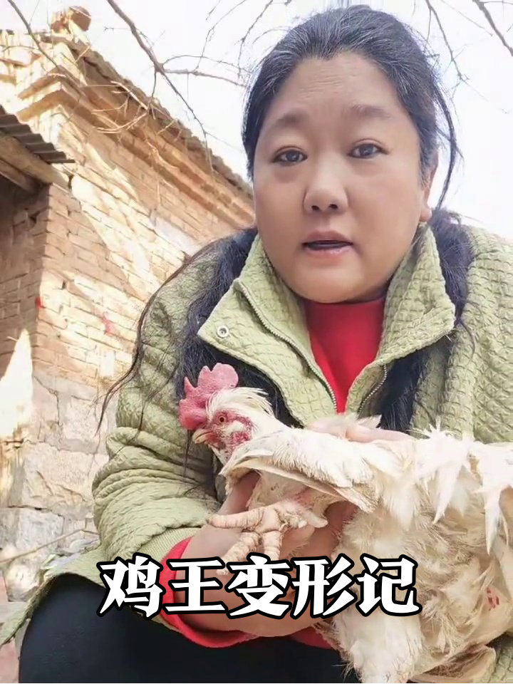 从叛逆彩毛鸡到乖巧白鸡,小姐姐的抱鸡奇遇记
