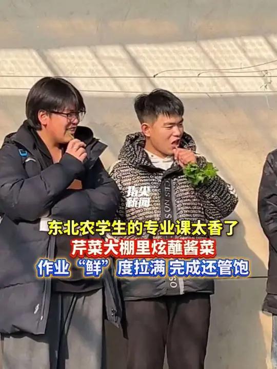 东北农学生的专业课太香了 芹菜大棚里炫蘸酱菜 作业“鲜”度拉满 完成还管饱(编辑 孟雪 责