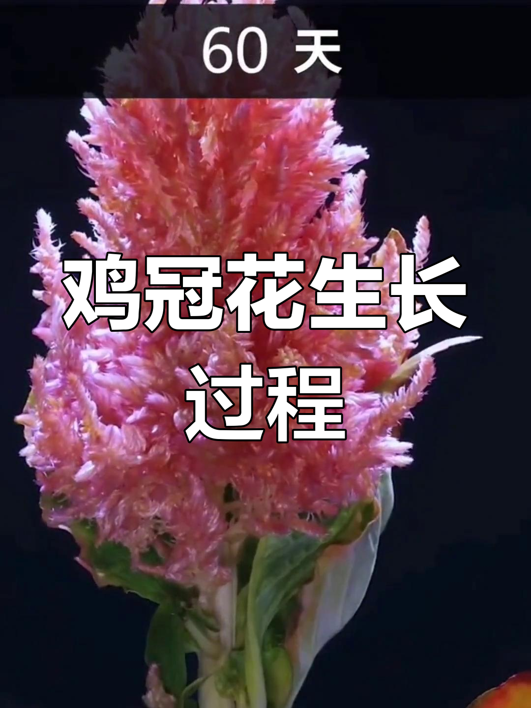 鸡冠花从播种到开花全过程,60天见证奇迹