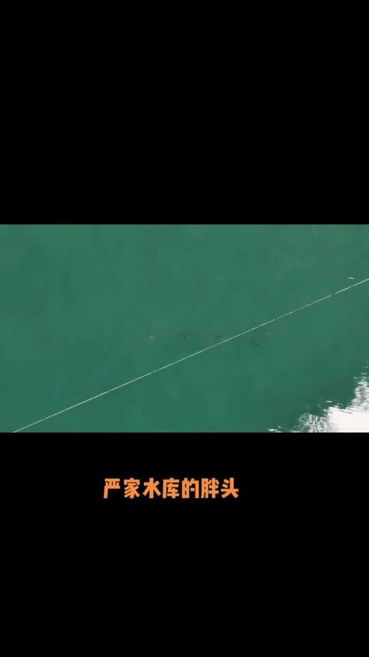 水库里的胖头鱼居然这么大，20斤一条太震撼了