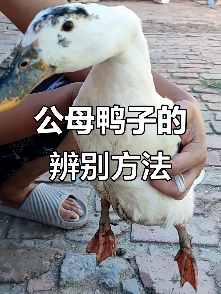 河北村花直播教你分辨公母鸭子,轻松学会小技巧