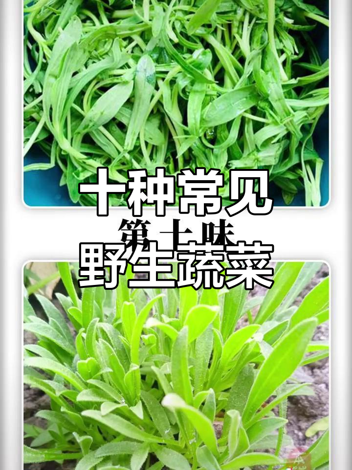 农村常见十大野菜，看看你吃过几种？