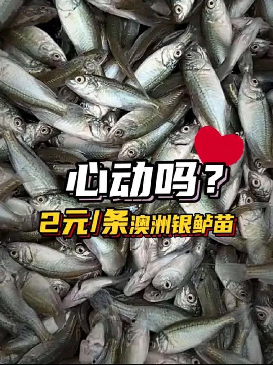 心动吗?加州鲈鱼苗烂市,澳洲银鲈鱼苗2元/条!工厂化老板未来如何选择
