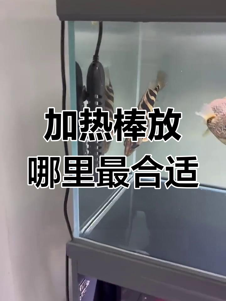 鱼缸加热棒放置位置对温度的影响