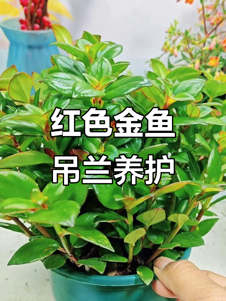 红金鱼吊兰:赏花、净化空气,家居必备