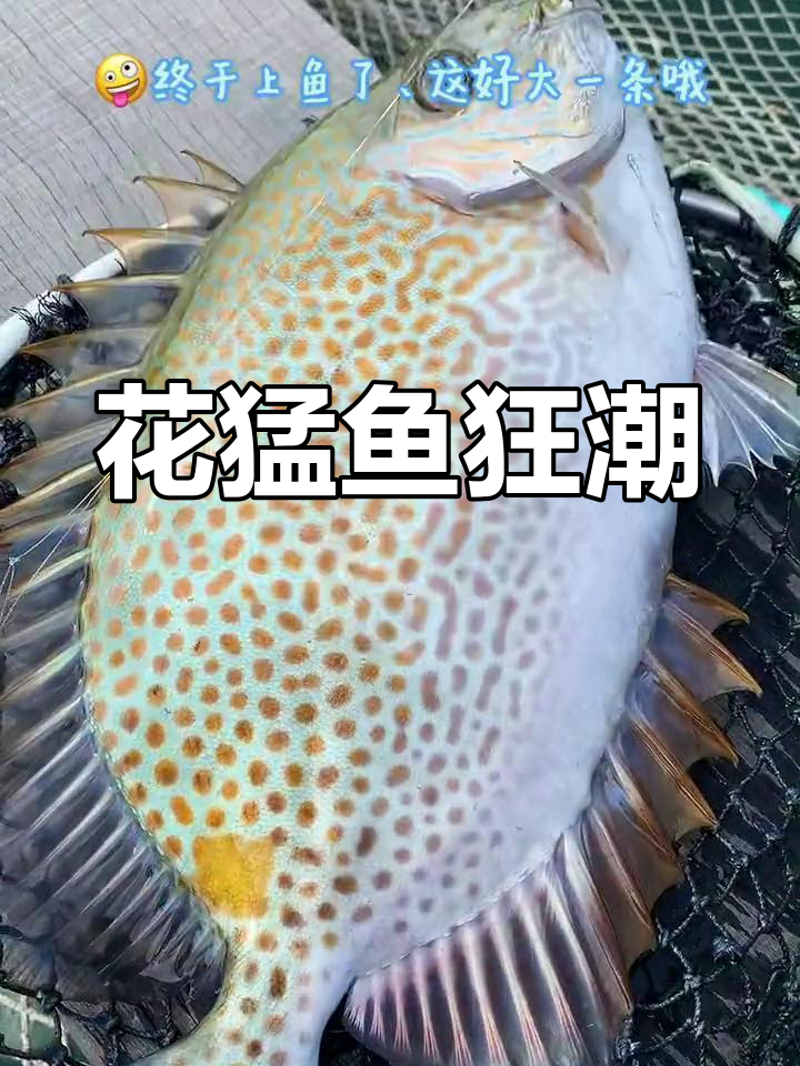 钓点大爆,花猛鱼满箱!