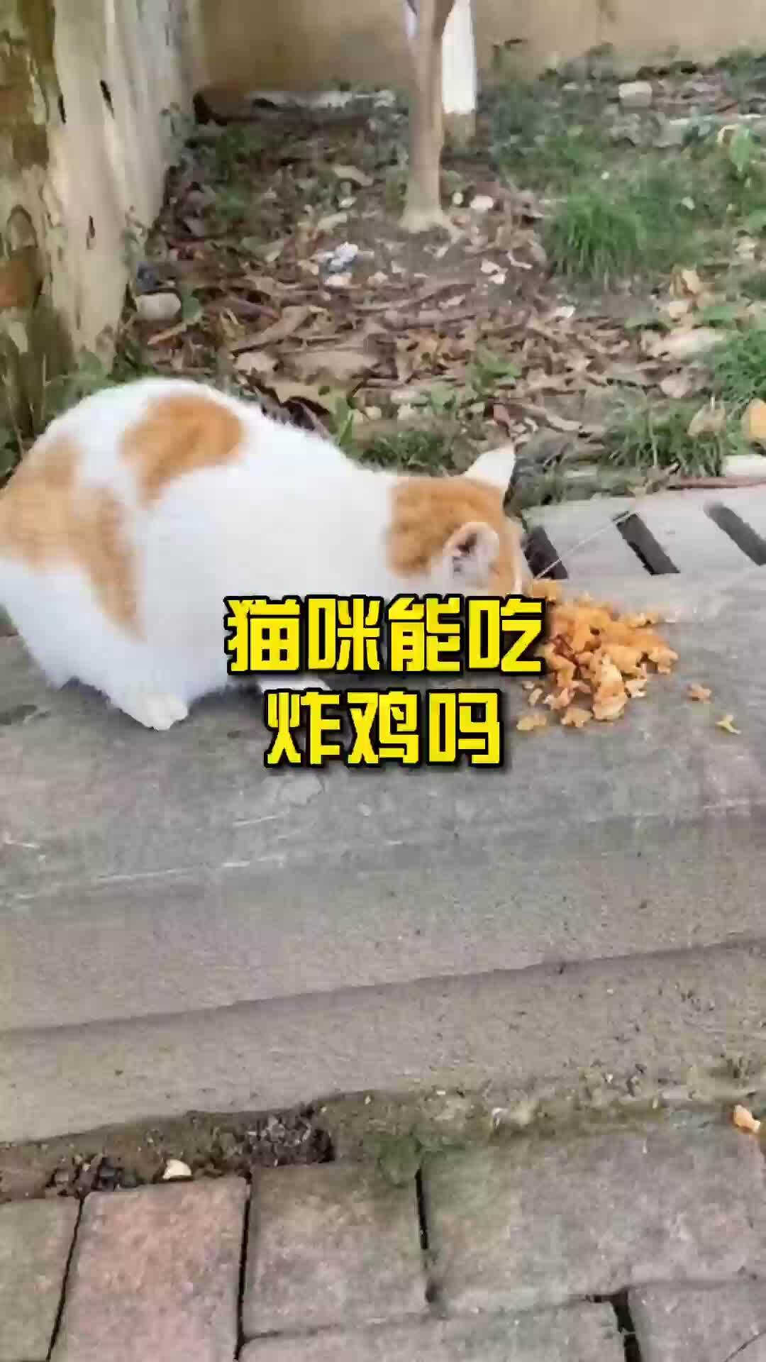 猫咪能吃炸鸡吗