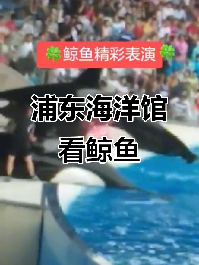 上海浦东海洋馆鲸鱼表演,带你近距离感受海豚的魅力