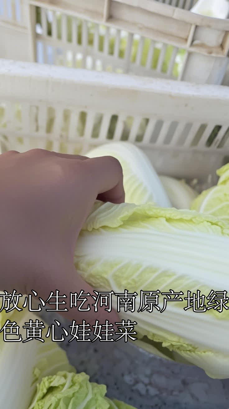 放心生吃河南原产地绿色黄心娃娃菜