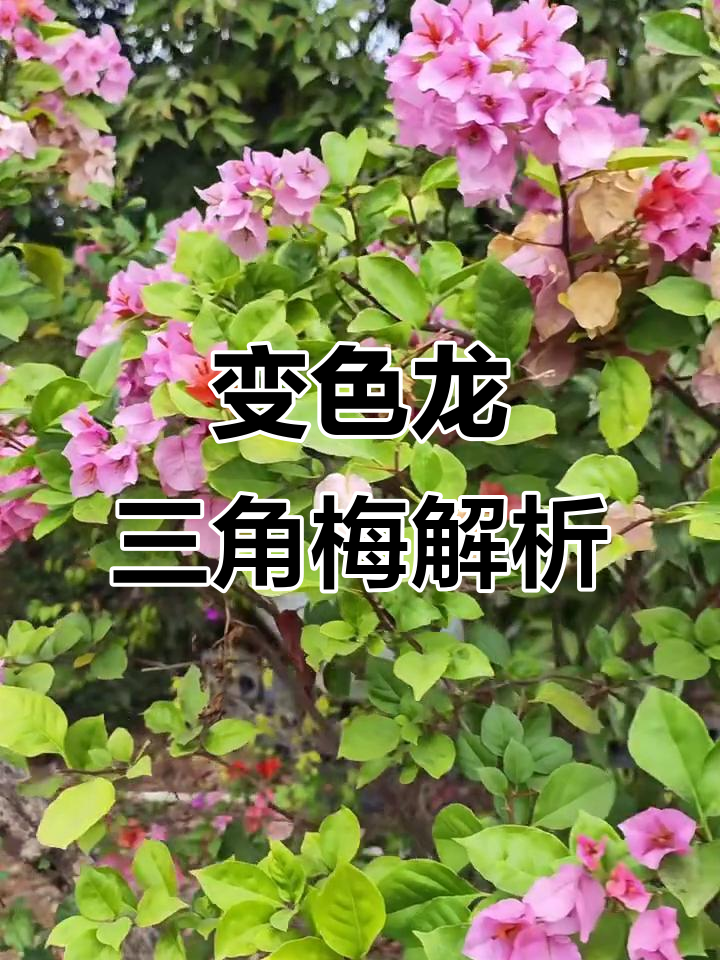 变色龙三角梅:独特个性与美丽花朵的完美结合