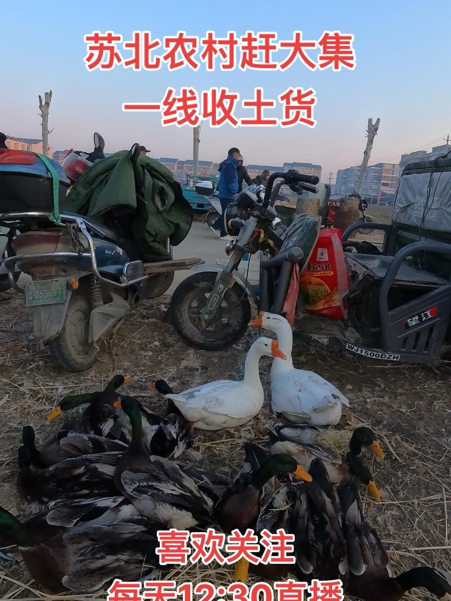Insta360影石 苏北农村赶大集农村品质,一线收土货,农村散养鸡鸭鹅黑山羊肉 江苏盐城