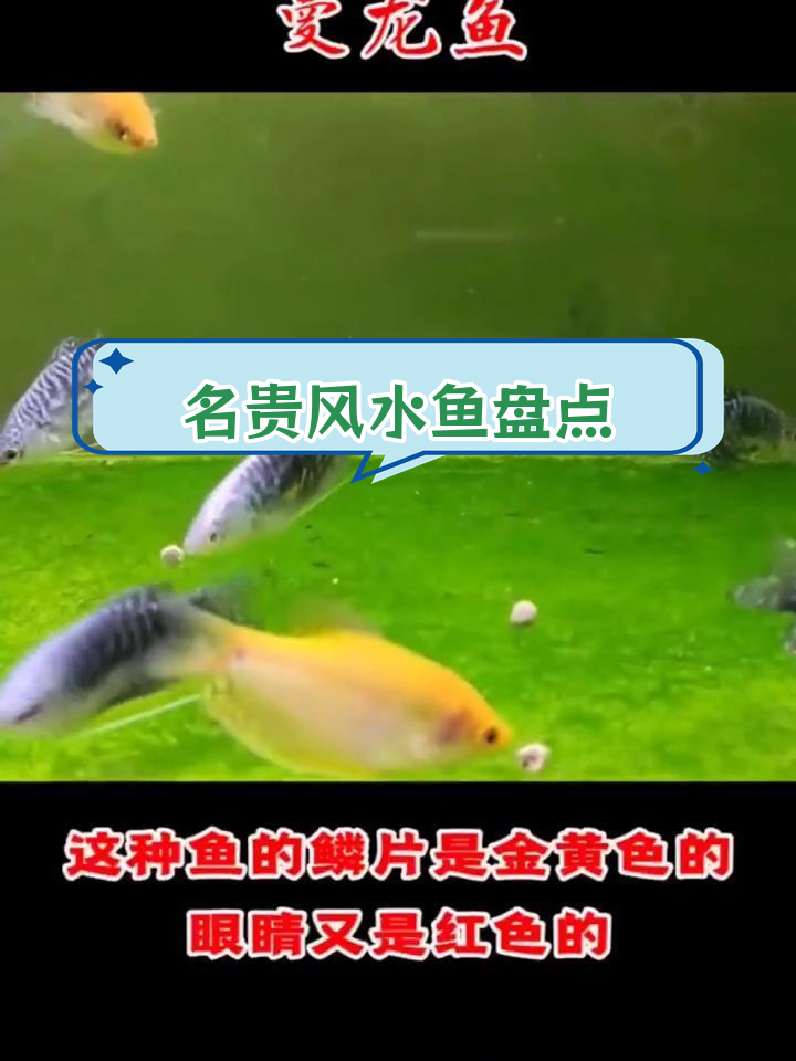 风水鱼推荐:十大名贵品种解析