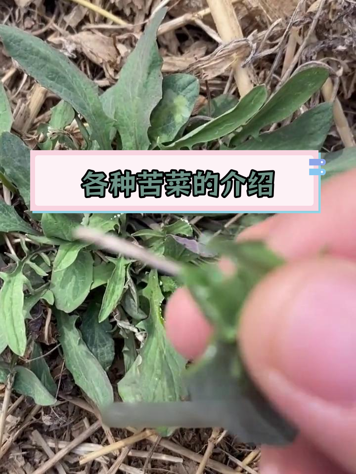 农村常见苦菜种类解析,你了解吗?