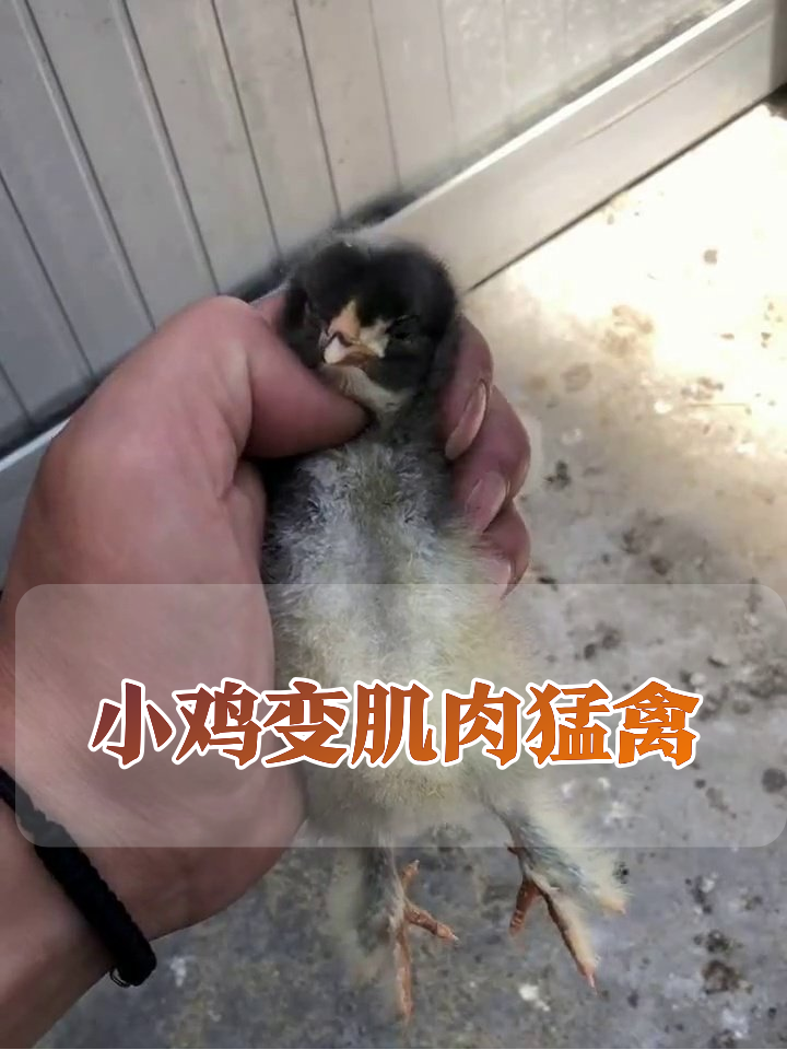小鸡仔长大后变“肌肉猛禽”,母鸡胖成球公鸡腿比胳膊粗