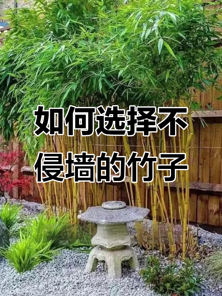 庭院种竹有讲究,选对品种才能避免破坏墙体