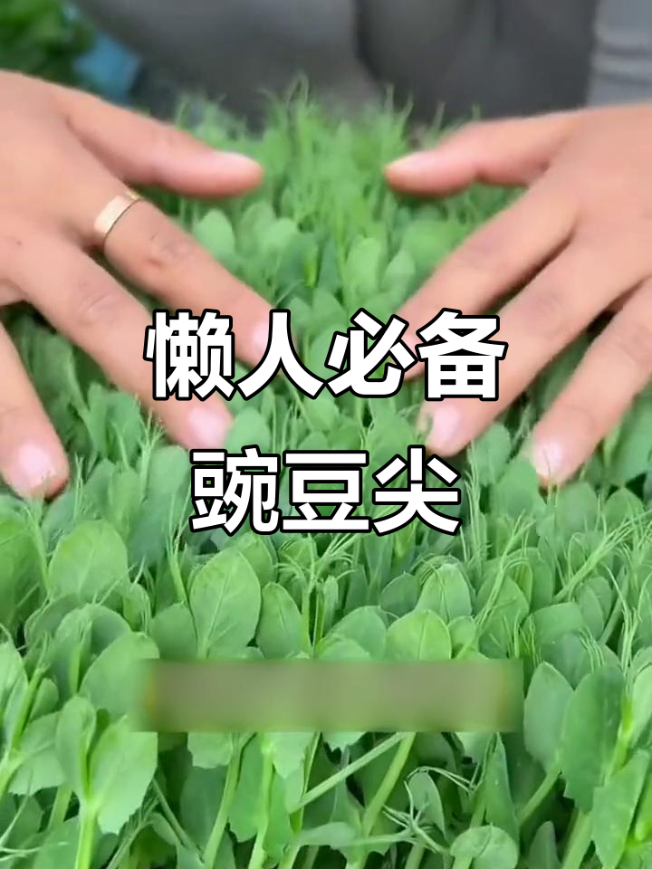 豌豆尖种起来,火锅炒菜都能用得上