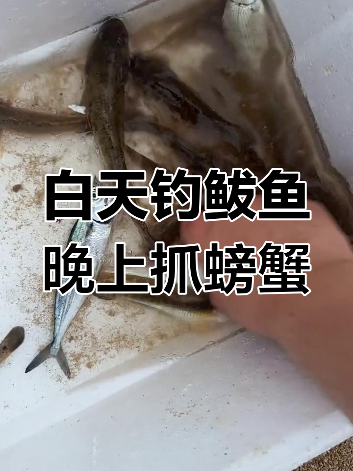 白沙湾黄金海岸赶海钓鱼,海鲜种类丰富