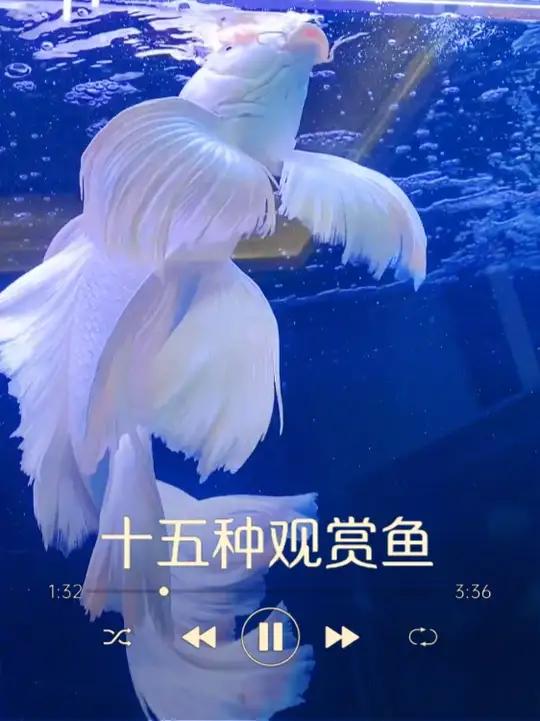 分享科普丨15种最美的观赏鱼，你家养了几种