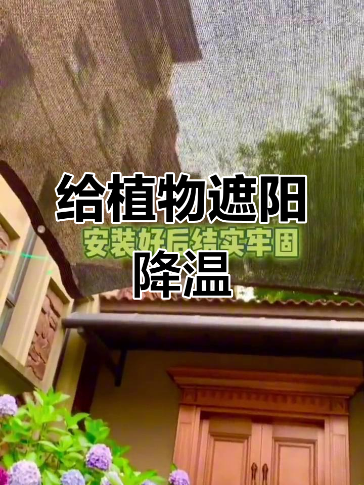 夏季防晒必备!绣球多肉如何避免高温伤害
