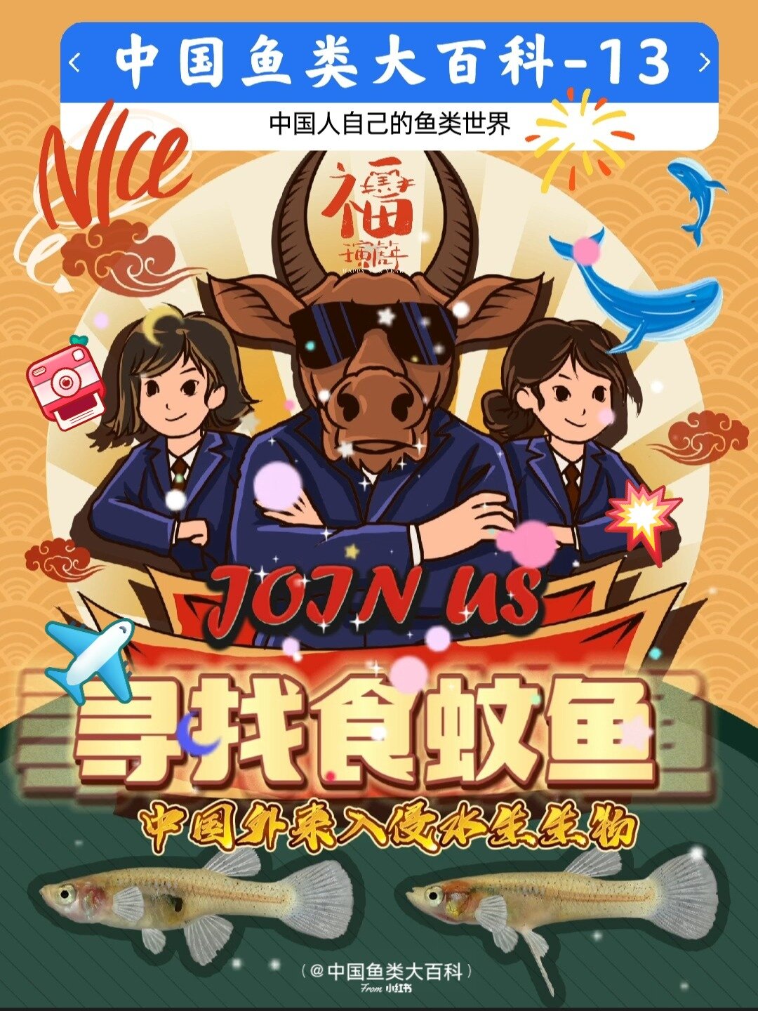 食蚊鱼就在你身边,找找看!?有惊喜