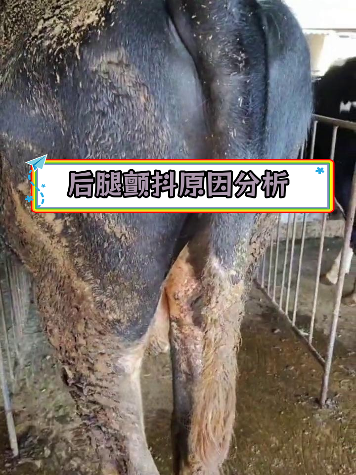 牛后腿肌肉震颤的原因及应对措施