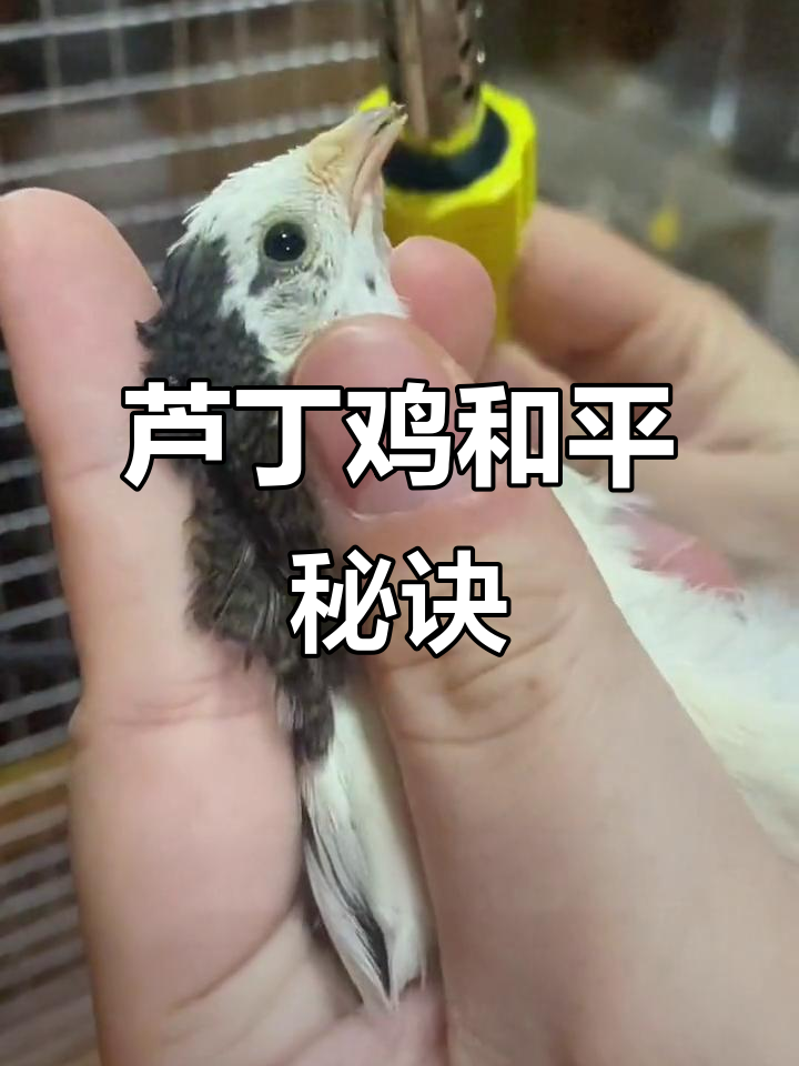 芦丁鸡争斗频繁?烫嘴1/2秒,轻松避免啄羽和冲突