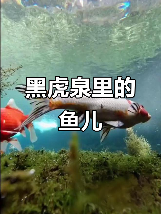 济南黑虎泉的快乐鱼群,水下摄影展示美丽景象