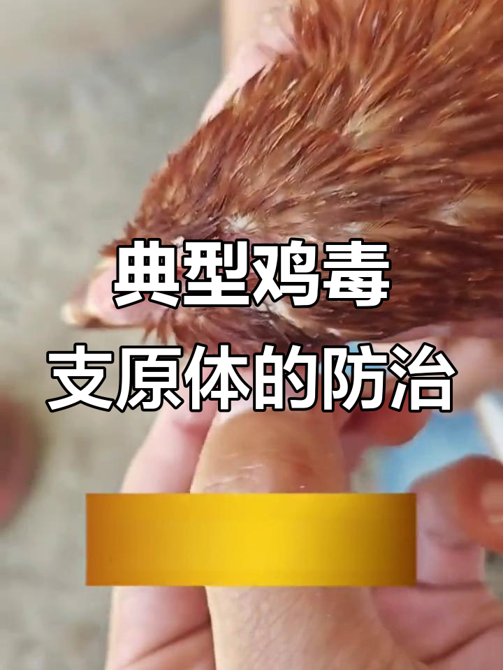 鸡毒支原体感染症状与治疗方案解析