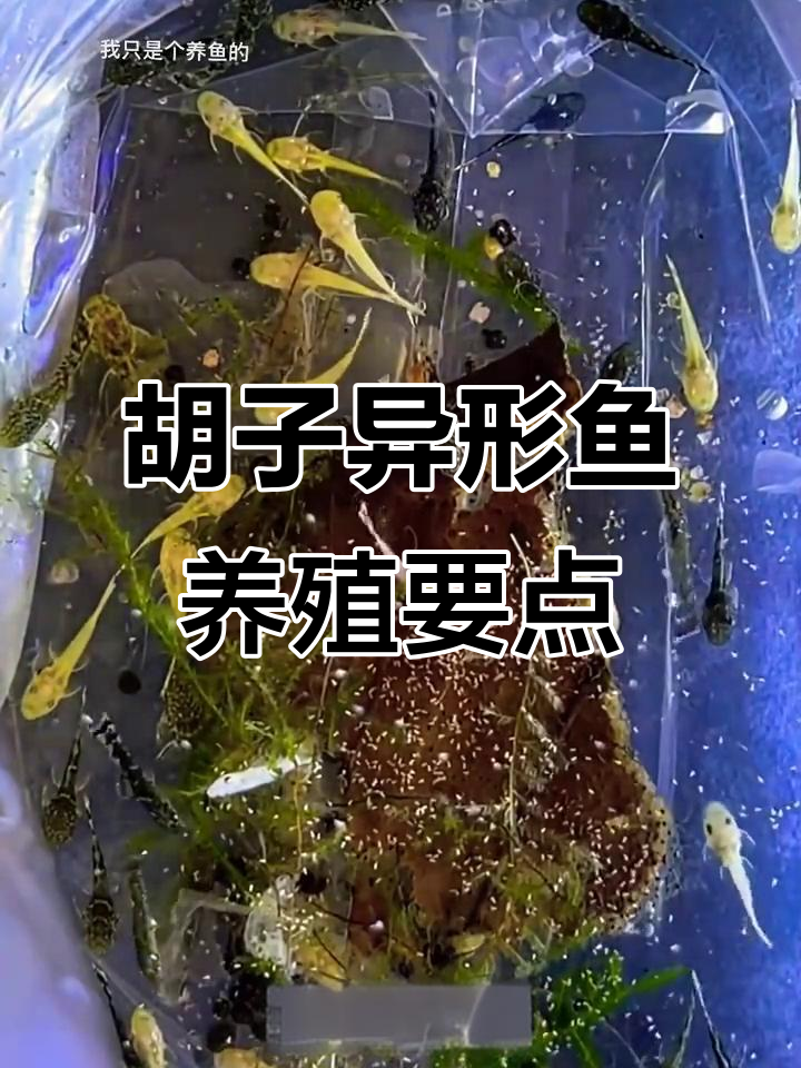 胡子异形鱼繁殖与护理全攻略：从孵化到养护技巧