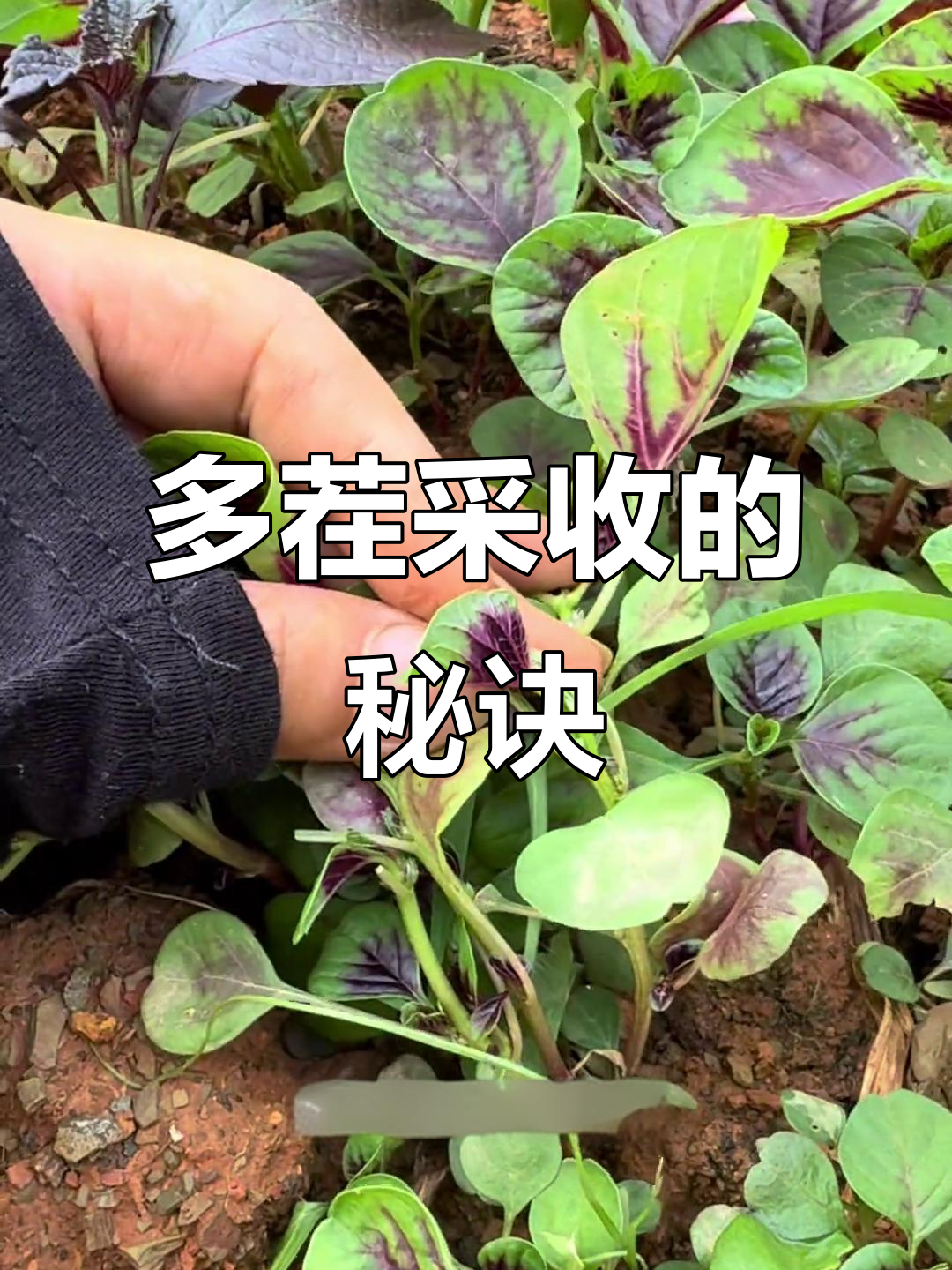 苋菜采收技巧大揭秘,如何让侧芽不断抽生?