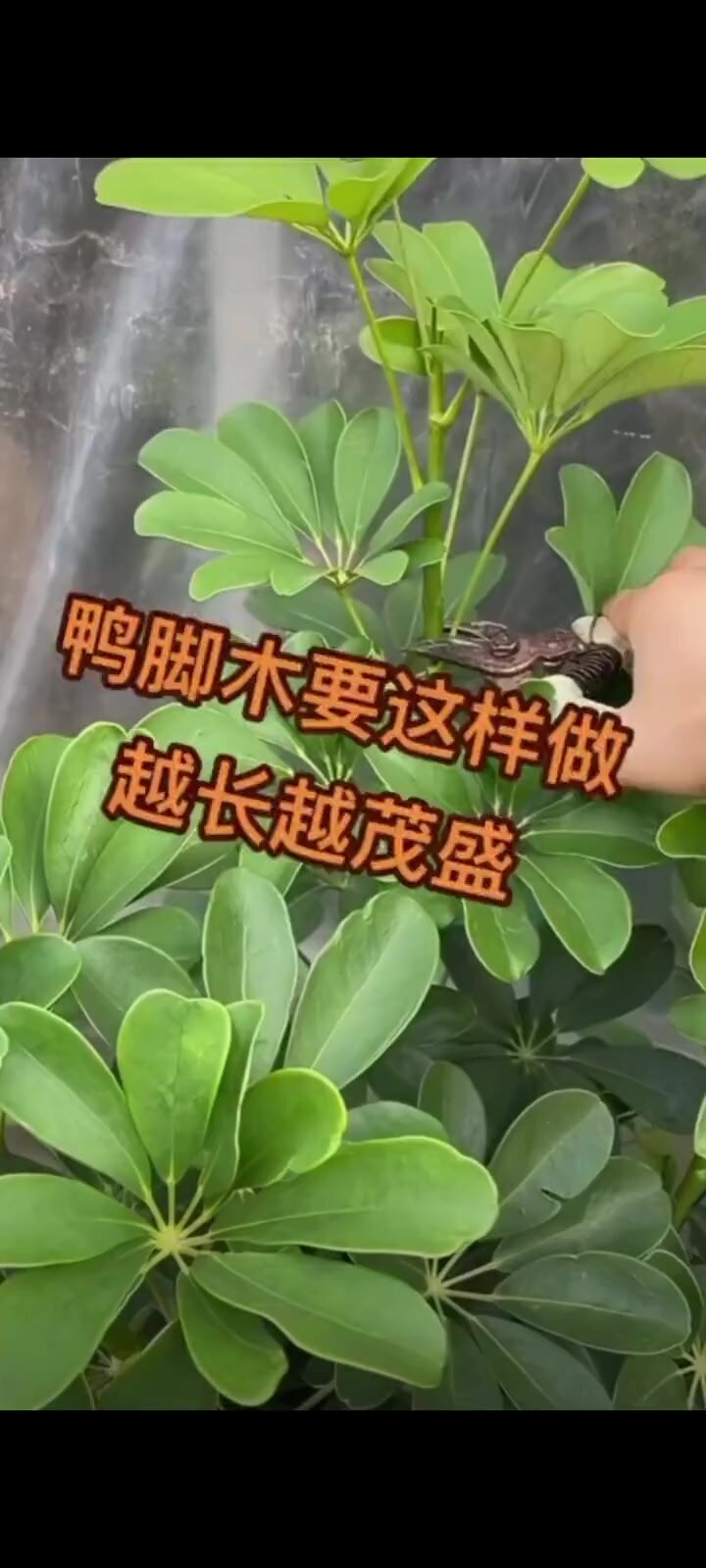 鸭脚木(也叫八方来财)的寓意:坚持,鸭脚
