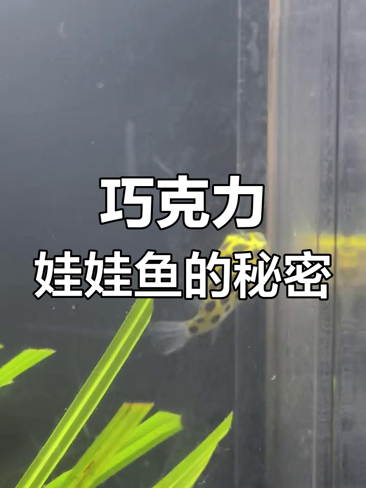 巧克力娃娃鱼真相揭秘:智商高,伪装能力强